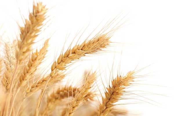 国産小麦の小麦粉